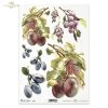 fruit, plum, prune, plum tree, branches, leaves